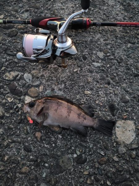 久しぶりのメバリング