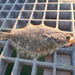 キス釣りスタート