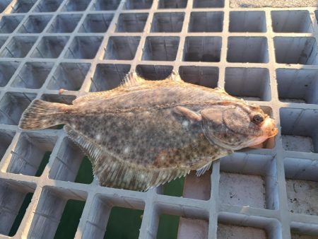 キス釣りスタート