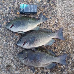 良型のグレが釣れました