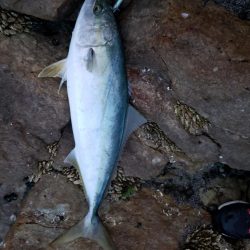 久しぶりの鰤属でした