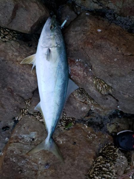 久しぶりの鰤属でした