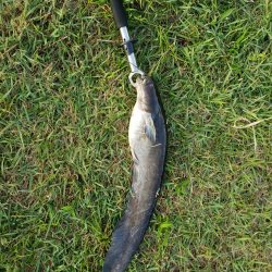 ブラックバス狙いだったけど、、