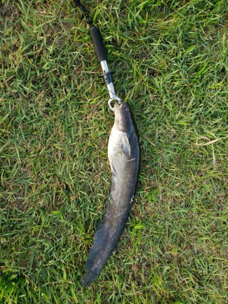 ブラックバス狙いだったけど、、