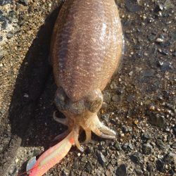 久しぶりに釣れた