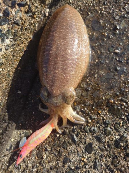 久しぶりに釣れた