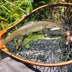 イワナのみでした