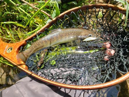 イワナのみでした