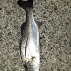 貝塚でバチ抜け