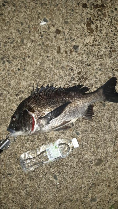 シーバスとチヌ。