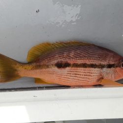 ほどよく楽しめた釣行