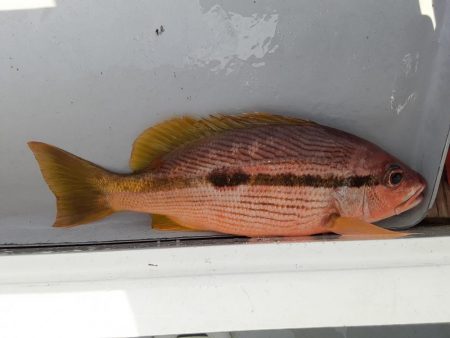 ほどよく楽しめた釣行