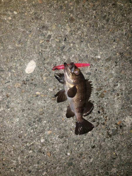 バチ抜けシーバス狙いのはずが