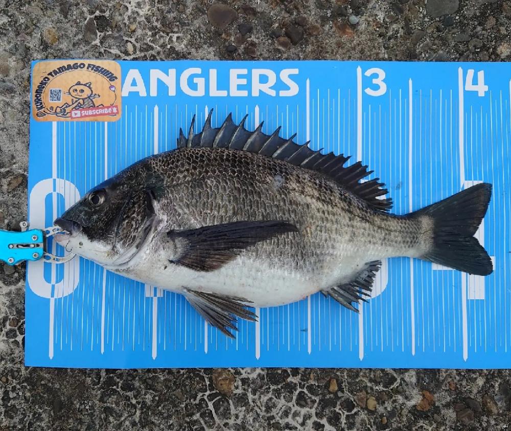 ふかせ釣り第三戦💦遠矢浮き短時間勝負🙋