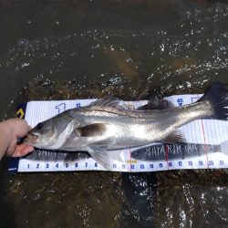 2023年初フィッシュ