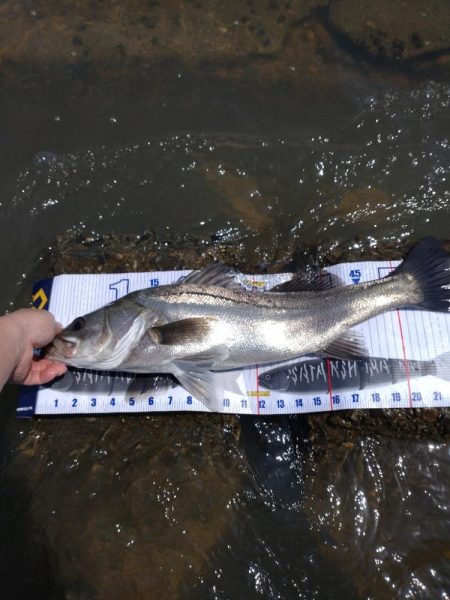 2023年初フィッシュ