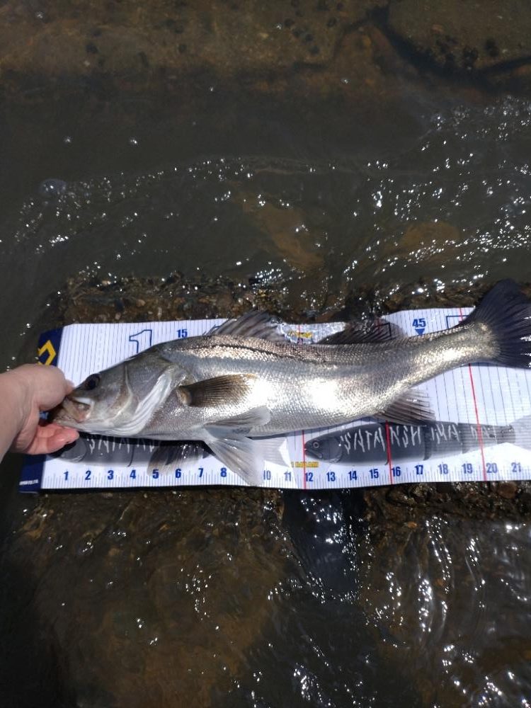 2023年初フィッシュ