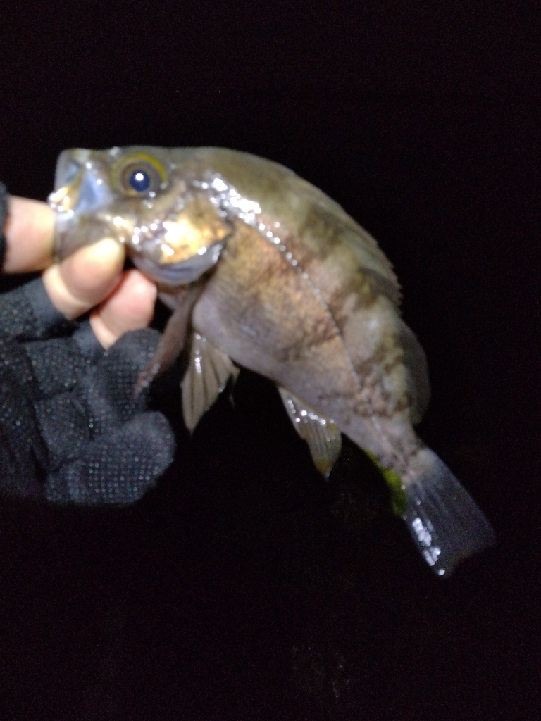 ここしか居ないのか?