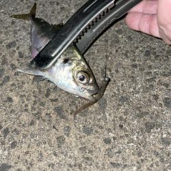 台風前にアジング