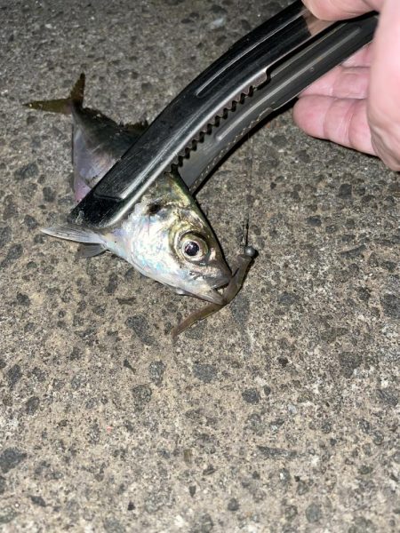 台風前にアジング