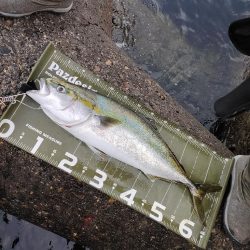 ショアジギング@泉大津