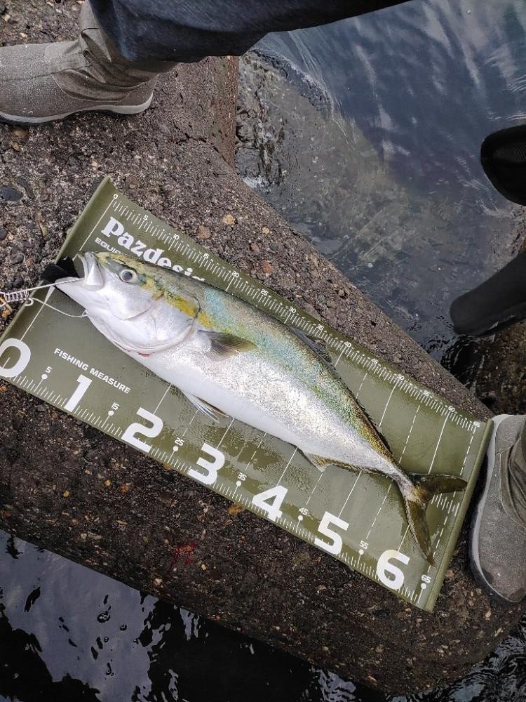 ショアジギング@泉大津