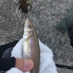 キス釣り～強風下