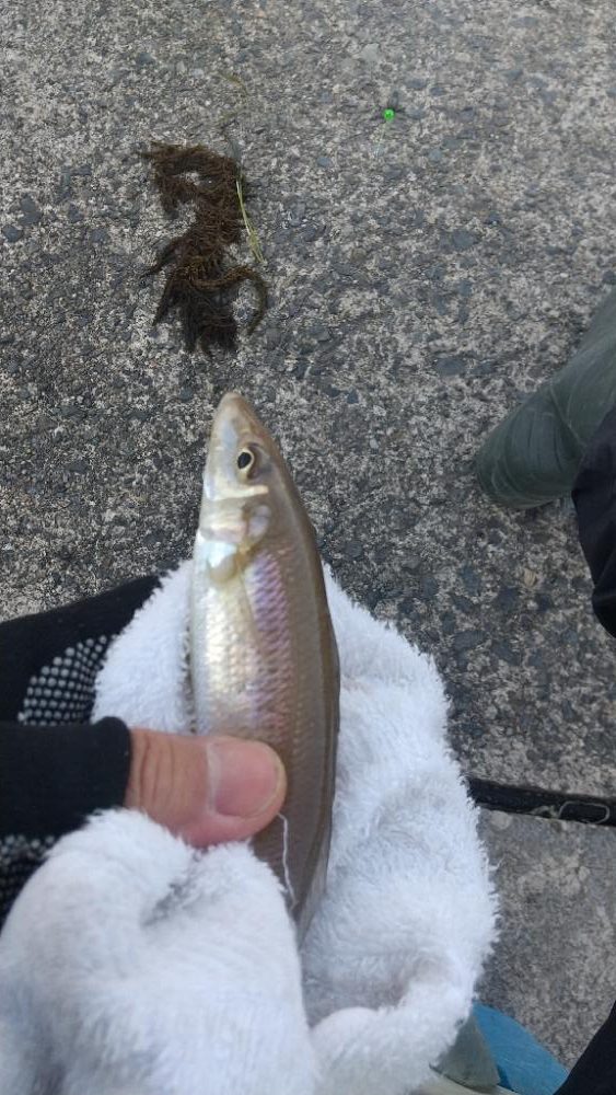 キス釣り~強風下