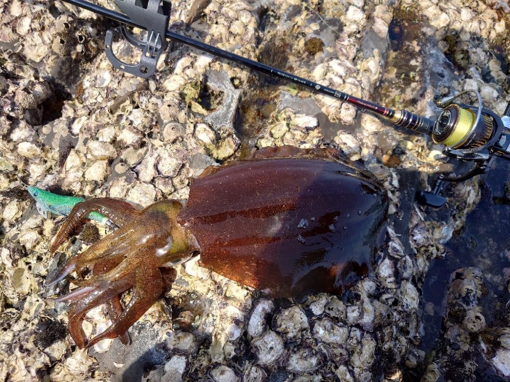 ピーカンエギングIN対馬