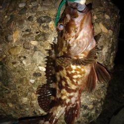 ちょい釣り20230519