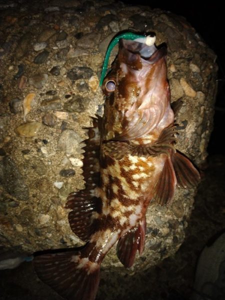 ちょい釣り20230519