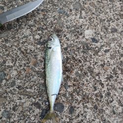 リベンジ果たせず