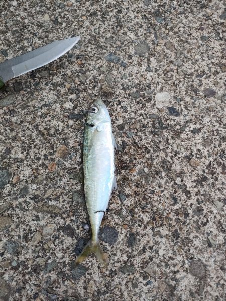 リベンジ果たせず