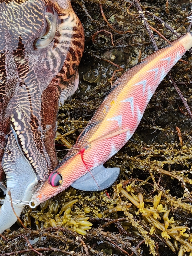 初投稿。小雨エギング