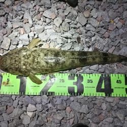 マゴチ釣れました!