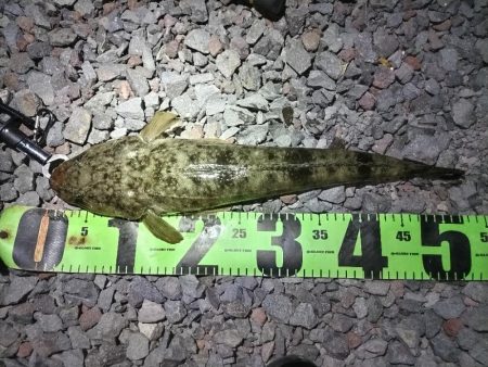 マゴチ釣れました!