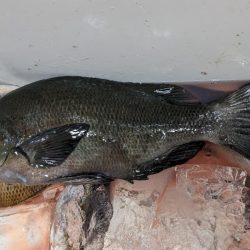 本命シマアジ釣れず。。でも外道は良好‼️