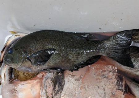 本命シマアジ釣れず。。でも外道は良好‼️