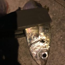 夕マズメのアジング絶好調