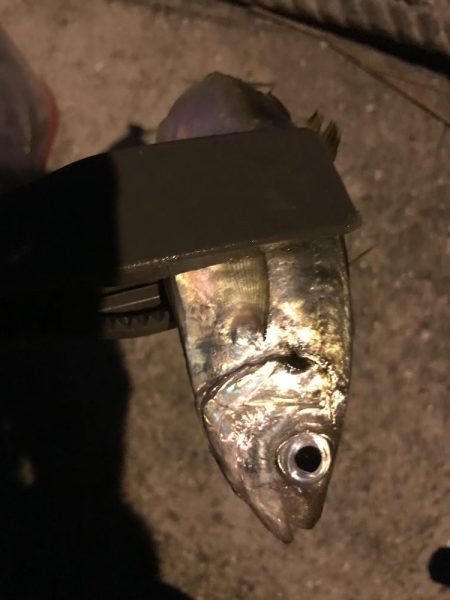 夕マズメのアジング絶好調