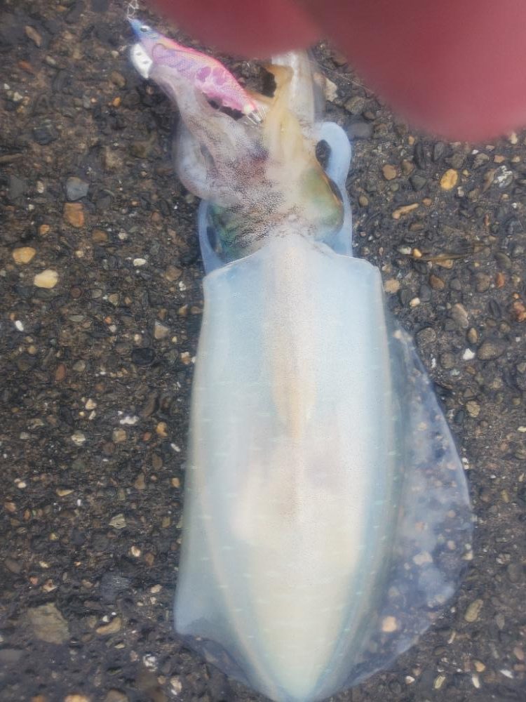 エギング　今季最大