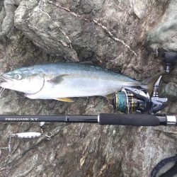 半年ぶりのハマチに泣けた