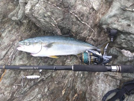 半年ぶりのハマチに泣けた