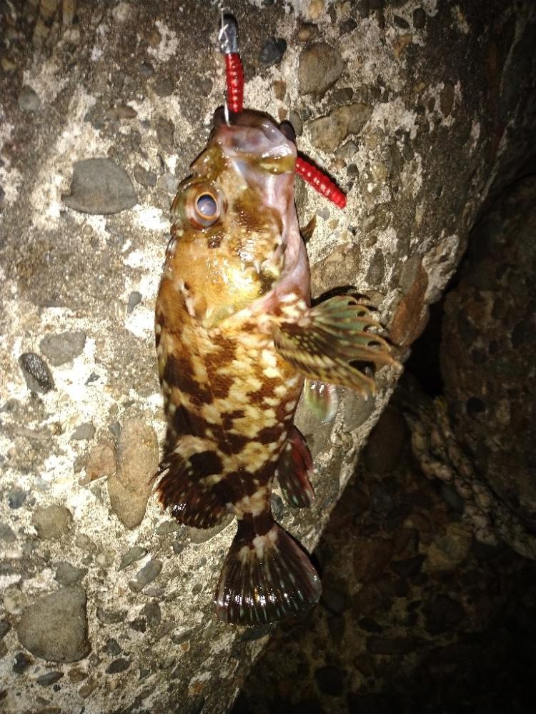 ちょい釣り20230502