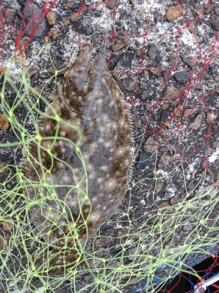 チラメ2枚とアナハゼ1匹