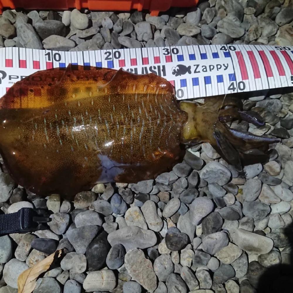 サーフエギング