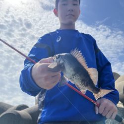 エギング中にメバルボイル