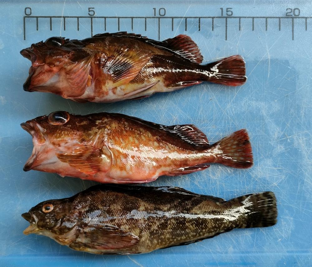 けっきょくは穴釣り