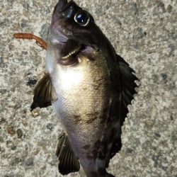 ライトフィッシング最高