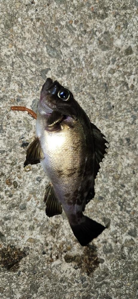 ライトフィッシング最高